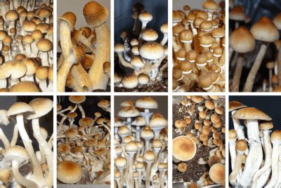 psilocybe strains|psilocybe cubensis strains by potency.